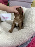 Harper , a female Cavapoo and Cavalier King Charles Spaniel for sale in Marshfield, MO – 3 of 6