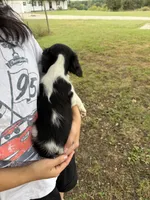 Ace , a male Cavalier King Charles Spaniel for sale in Marshfield, MO – 8 of 10