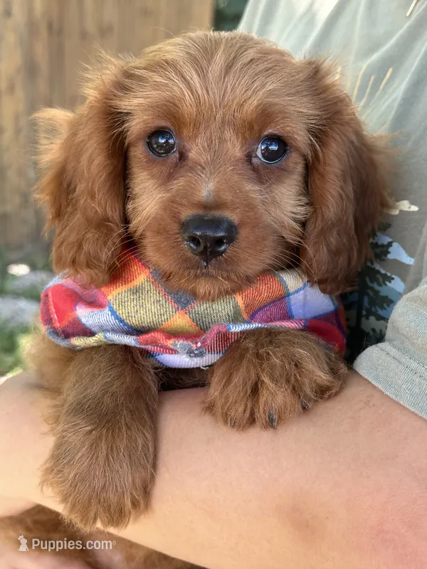 Marty – Cavapoo, Cavalier King Charles Spaniel puppy for sale in Marshfield, MO