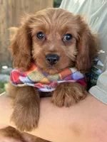 Marty, a male Cavapoo and Cavalier King Charles Spaniel for sale in Marshfield, MO – 1 of 10