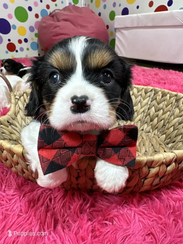 Ace  – Cavalier King Charles Spaniel puppy for sale in Marshfield, MO