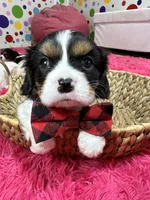Ace , a male Cavalier King Charles Spaniel for sale in Marshfield, MO – 1 of 10