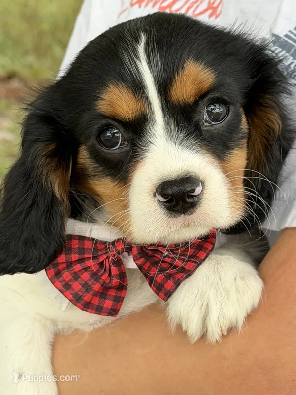 Ace  – Cavalier King Charles Spaniel puppy for sale in Marshfield, MO