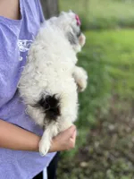 Domino, a female Cavapoo and Cavalier King Charles Spaniel for sale in Marshfield, MO – 6 of 6