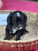 Gabriel , a male Cavapoo and Cavalier King Charles Spaniel for sale in Marshfield, MO – 6 of 8