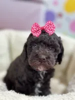 Tootsie, a female Cavapoo and Cavalier King Charles Spaniel for sale in Marshfield, MO – 5 of 10