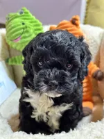 Tommy, a male Cavapoo and Cavalier King Charles Spaniel for sale in Marshfield, MO – 5 of 10