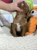 Gloria , a female Cavapoo and Cavalier King Charles Spaniel for sale in Marshfield, MO – 6 of 7