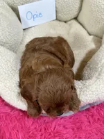 Opie, a male Cavapoo and Cavalier King Charles Spaniel for sale in Marshfield, MO – 10 of 10