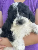 Tulip sale pending , a female Cavapoo and Cavalier King Charles Spaniel for sale in Marshfield, MO – 9 of 10