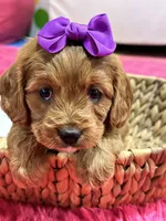 processed/73ed245b-ab36-4eee-ba22-60731d5b332c/listing/fde1fb2c-196c-4fbe-9069-f2c8f3be3b5c/9572f3bc-c9c7-4a9e-9c5e-00b0248244e5