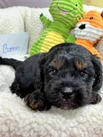 Barney , a male Cavapoo and Cavalier King Charles Spaniel for sale in Marshfield, MO – 2 of 5