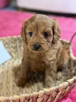 Wendy , a female Cavapoo and Cavalier King Charles Spaniel for sale in Marshfield, MO – 10 of 10