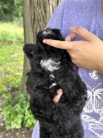 Olive, a female Schnoodle for sale in Marshfield, MO – 10 of 10