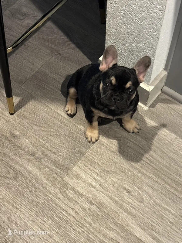 Harley Quinn – French Bulldog puppy for sale in Houston, TX