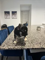 Harley Quinn, a female French Bulldog for sale in Houston, TX – Photo 5 of 5