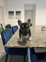 Harley Quinn, a female French Bulldog for sale in Houston, TX – Photo 4 of 5
