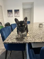 Harley Quinn, a female French Bulldog for sale in Houston, TX – Photo 3 of 5