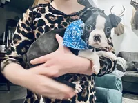 Oreo (CKC), a male Boston Terrier for sale in Vicksburg, MS – Photo 8 of 8