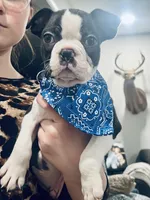Oreo (CKC), a male Boston Terrier for sale in Vicksburg, MS – Photo 1 of 8