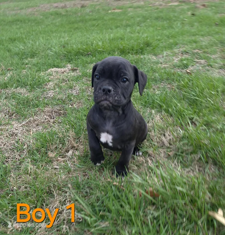 Boy 1 – Olde English Bulldogge puppy for sale in Terre Haute, IN