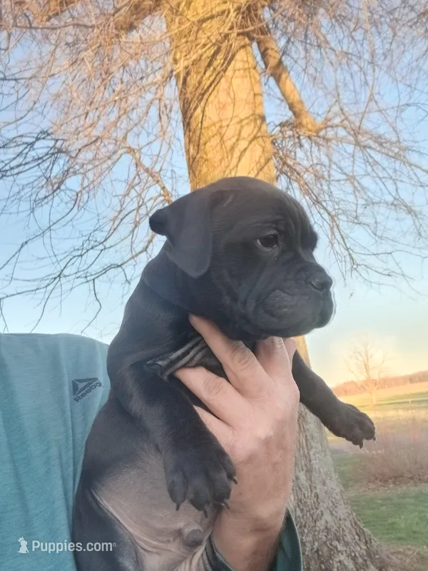 Boy 2 – Olde English Bulldogge puppy for sale in Terre Haute, IN