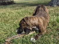 Girl 4, a male Olde English Bulldogge for sale in Terre Haute, IN – Photo 6 of 9