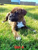 Girl 4, a male Olde English Bulldogge for sale in Terre Haute, IN – Photo 9 of 9