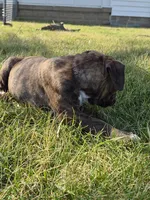 Girl 4, a male Olde English Bulldogge for sale in Terre Haute, IN – Photo 4 of 9