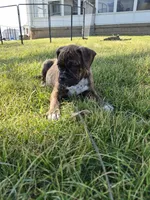 Girl 4, a male Olde English Bulldogge for sale in Terre Haute, IN – Photo 7 of 9