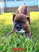 Girl 4, a male Olde English Bulldogge for sale in Terre Haute, IN – Photo 8 of 9