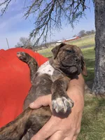 Girl 4, a male Olde English Bulldogge for sale in Terre Haute, IN – Photo 2 of 9
