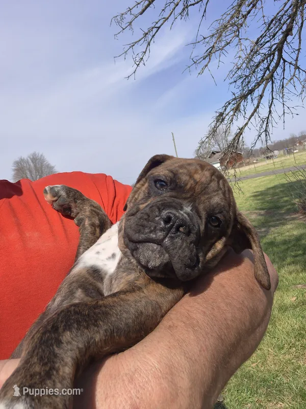 Girl 4 – Olde English Bulldogge puppy for sale in Terre Haute, IN