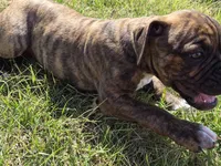 Girl 4, a male Olde English Bulldogge for sale in Terre Haute, IN – Photo 5 of 9