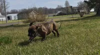 Girl 4, a male Olde English Bulldogge for sale in Terre Haute, IN – Photo 3 of 9