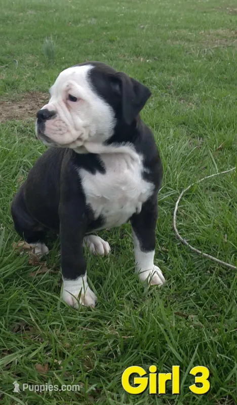 Girl 3 – Olde English Bulldogge puppy for sale in Terre Haute, IN
