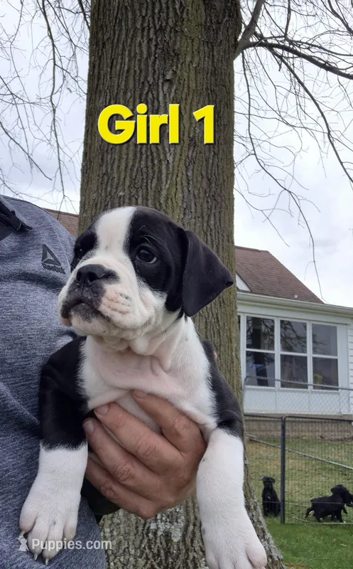 Girl 1 – Olde English Bulldogge puppy for sale in Terre Haute, IN