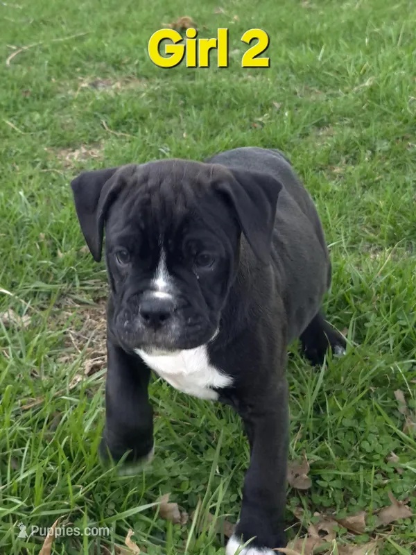 Girl 2 – Olde English Bulldogge puppy for sale in Terre Haute, IN