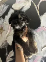 Sweet Babies , a female Yorkipoo for sale in Columbia, SC – Photo 1 of 4