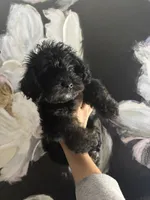 Sweet Babies , a female Yorkipoo for sale in Columbia, SC – Photo 3 of 4