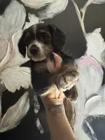 Sweet Babies , a female Yorkipoo for sale in Columbia, SC – Photo 4 of 4