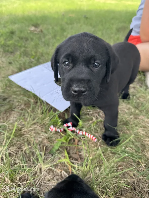 Black – Labrador Retriever puppy for sale in Temple, TX
