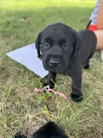 Black, a female Labrador Retriever for sale in Temple, TX – 1 of 2