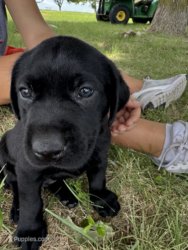 Orange – Labrador Retriever puppy for sale in Temple, TX