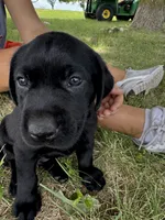 Orange, a male Labrador Retriever for sale in Temple, TX – 1 of 1