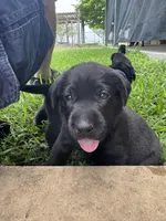 Black, a female Labrador Retriever for sale in Temple, TX – 2 of 2