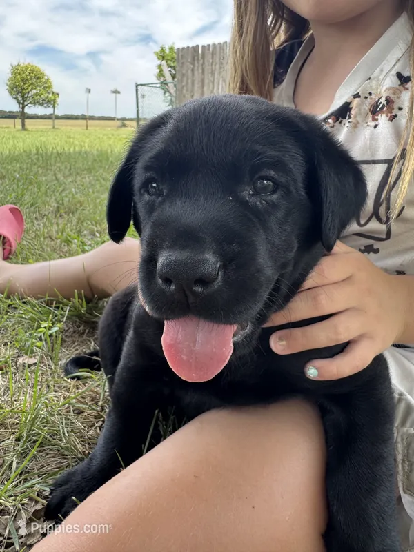 Sky – Labrador Retriever puppy for sale in Temple, TX