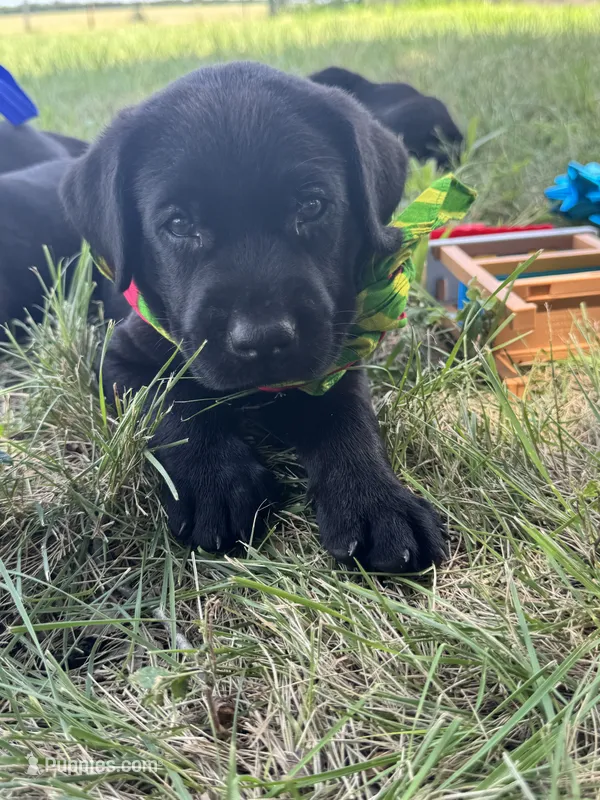 Pink – Labrador Retriever puppy for sale in Temple, TX