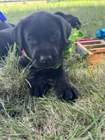 Pink, a female Labrador Retriever for sale in Temple, TX – 1 of 2