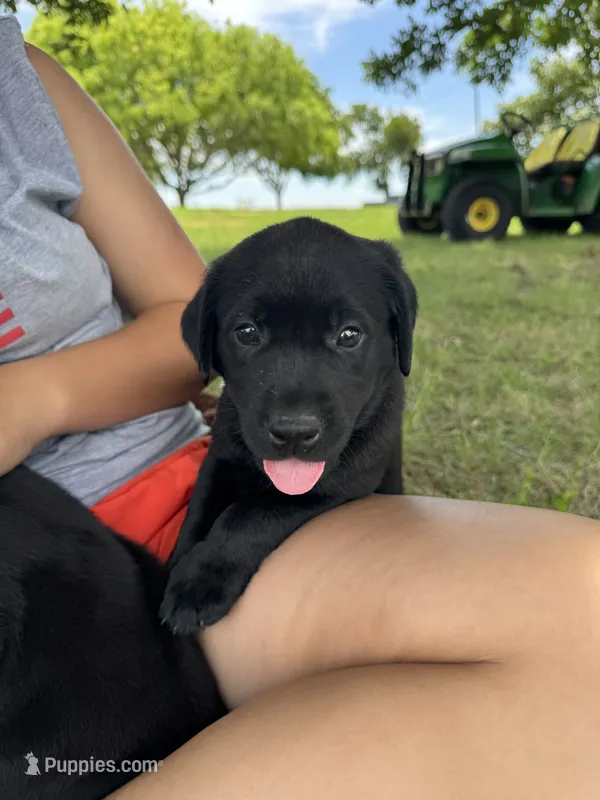 Purple – Labrador Retriever puppy for sale in Temple, TX